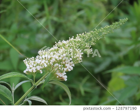 盛開的白色醉魚草花穗 盛開的白色醉魚草花穗 128797190