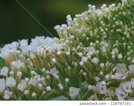 White Buddleja flower spike in bloom White Buddleja flower spike in bloom 128797191
