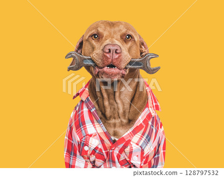 Cute dog, red shirt and spanner. Studio shot Cute dog, red shirt and spanner. Studio shot 128797532