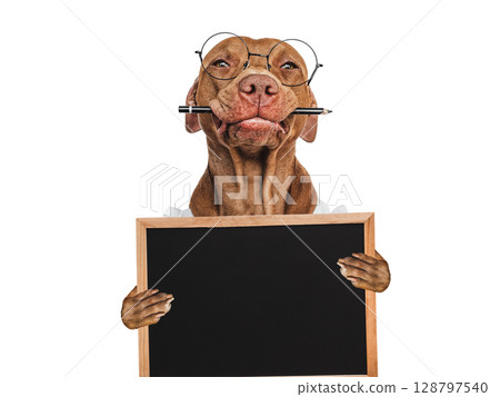 Cute puppy holding blackboard for your inscription 128797540