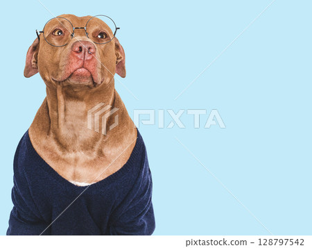 Cute dog, glasses and stylish jumper. Studio shot Cute dog, glasses and stylish jumper. Studio shot 128797542