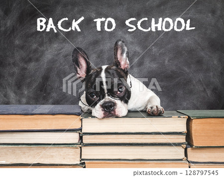 Back to school. Cute puppy and blackboard with inscription Back to school. Cute puppy and blackboard with inscription 128797545