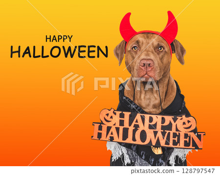Happy Halloween. Charming dog and Halloween costume 128797547
