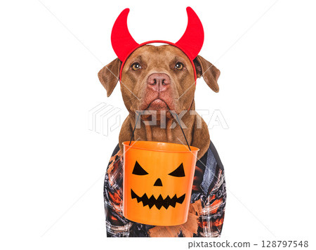 Happy Halloween. Charming dog and Halloween costume 128797548
