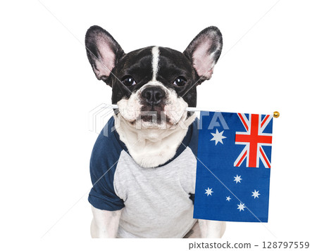 Charming puppy and Australian Flag. Studio shot Charming puppy and Australian Flag. Studio shot 128797559