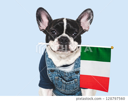 Charming puppy and Italian Flag. Studio shot 128797560