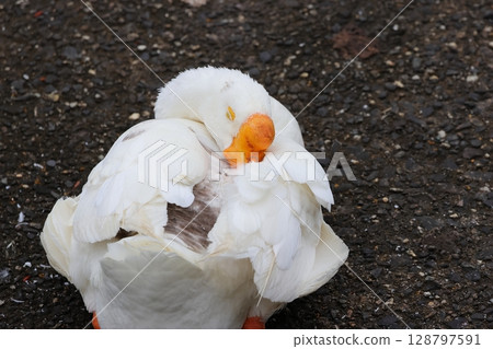 A goose sleeping with a full belly A goose sleeping with a full belly 128797591