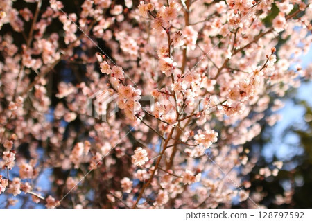 New Year's flower: Plum① 128797592