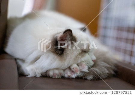 Sleepy small Ragdoll cat lying on the sofa, 3 months old 128797831