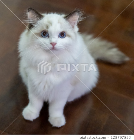 Cute, small Ragdoll cat. 3 months old. Standing on the floor and asking for attention 128797833