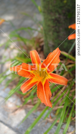 Bright Orange Tiger Lily Flower in Bloom Amid Green Foliage Outdoors 128798137