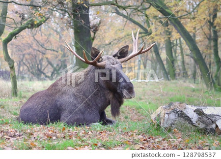 Beautiful eurasian moose bull in autumn 128798537