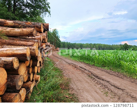 Stack of logs along a cornfield, waiting to be transported for industrial purposes.  128798711
