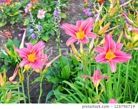 blossom pink lily in garden. pink lilies blossom pink lily in garden. pink lilies 128798719