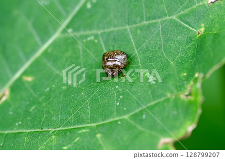 Marukomushi 128799207