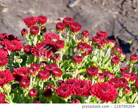 Chrysanthemum morifolium in garden. Chrysanthemum morifolium is shrubby ornamental plant with high economic value and potential for cultivation. 128799264