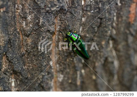 A badger beetle A badger beetle 128799299