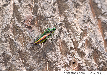 A badger beetle A badger beetle 128799313