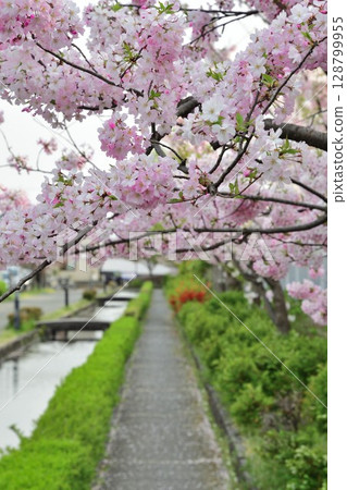 春天的新發田城和櫻花（新潟縣） 128799955