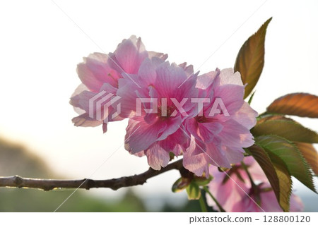 Omineyama Sakura Park (Niigata Prefecture) 128800120