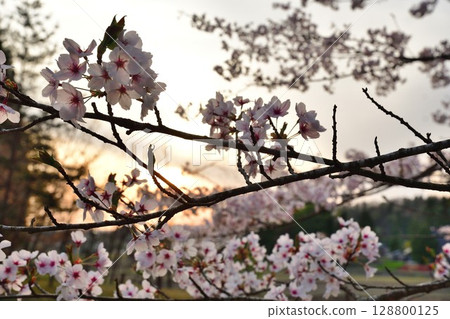 大峰山櫻花公園(新潟縣) 大峰山櫻花公園(新潟縣) 128800125