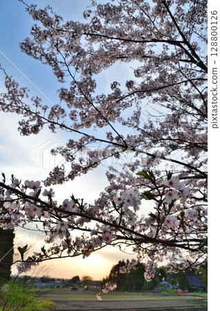 大峰山櫻花公園（新潟縣） 128800126