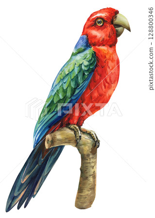 Australian King Parrot watercolor illustration red and green tropical bird with blue tail sitting on tree branch isolated on white 128800346