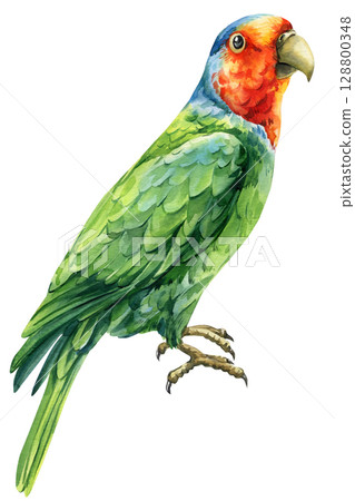 Watercolor Red-Cheeked Parrot Geoffroyus geoffroyi with Green Feathers and Red Head on Branch isolated Background Watercolor Red-Cheeked Parrot Geoffroyus geoffroyi with Green Feathers and Red Head on Branch isolated Background 128800348