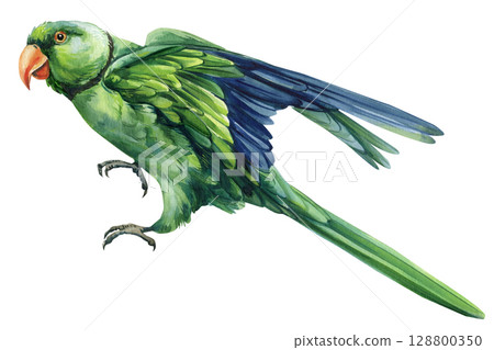 Flying green ringneck parrot watercolor illustration exotic tropical bird with orange beak blue wings isolated white background Flying green ringneck parrot watercolor illustration exotic tropical bird with orange beak blue wings isolated white background 128800350