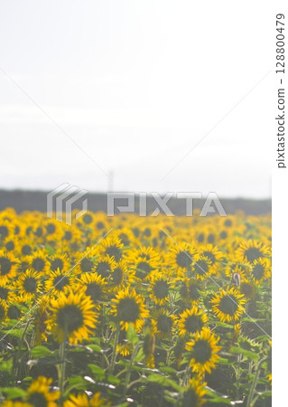 Sunflowers at Aganogawa Flower Garden Park (Niigata Prefecture) Sunflowers at Aganogawa Flower Garden Park (Niigata Prefecture) 128800479