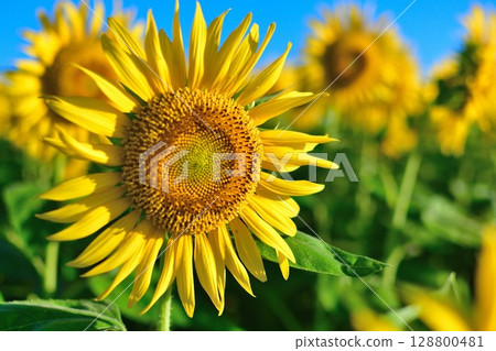 阿賀野川花園公園的向日葵(新潟縣) 阿賀野川花園公園的向日葵(新潟縣) 128800481