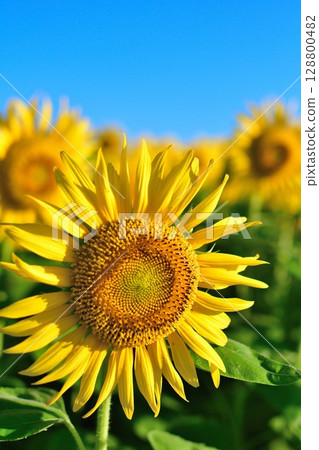 Sunflowers at Aganogawa Flower Garden Park (Niigata Prefecture) 128800482