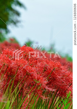 Cluster amaryllis (Niigata Prefecture) 128800606