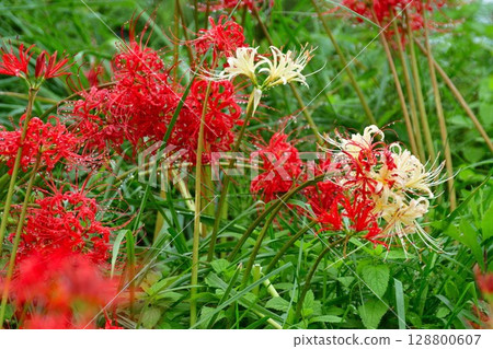 Cluster amaryllis (Niigata Prefecture) Cluster amaryllis (Niigata Prefecture) 128800607