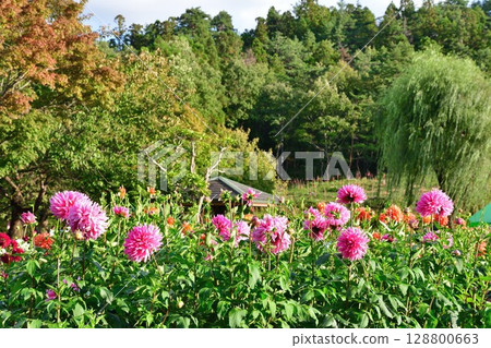 川西大麗花園（山形縣）的美麗大麗花 128800663
