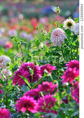 川西大麗花園（山形縣）的美麗大麗花 128800664