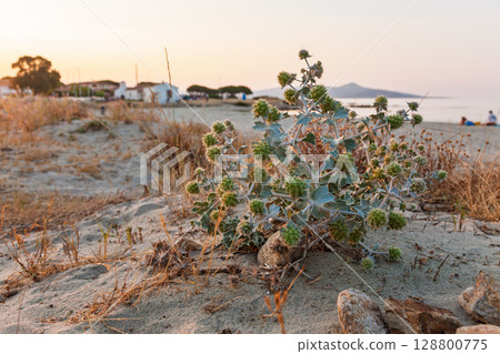 Thistle plant growing on sandy beach during summer sunset with coastal village in background Thistle plant growing on sandy beach during summer sunset with coastal village in background 128800775