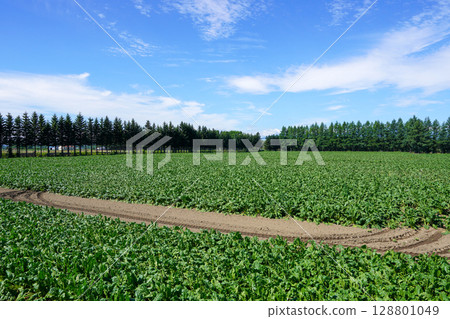 幸福站前的甜菜田,葉子在酷暑中枯萎 幸福站前的甜菜田,葉子在酷暑中枯萎 128801049