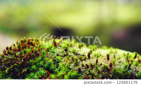 苔蘚落在苔蘚上 128801176