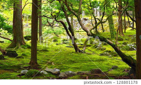 西芳寺 - 苔蘚寺廟風景 128801178
