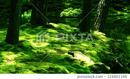 Saihoji Temple - Moss Temple Scenery 128801180