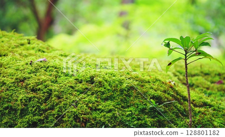 Saihoji Temple, Moss Temple, New shoots growing on moss 128801182