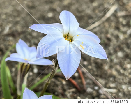 Close-up of a white cabbage 128801293