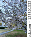 Cherry tree in full bloom  128801332