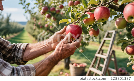 Farmer picking ripe red apple from tree branch in sunlit orchard during harvest season. Organic fruit farming concept. 128801387