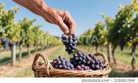 Fresh purple grapes being harvested by hand into a basket in sunlit vineyard. Organic fruit farming concept. 128801394