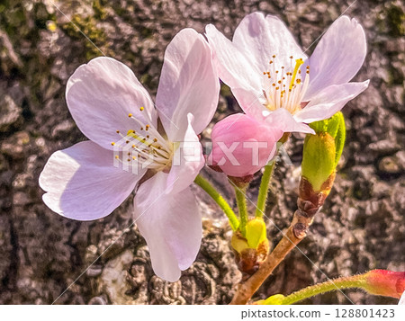Close-up of somei-yoshino cherry blossoms blooming in early spring Close-up of somei-yoshino cherry blossoms blooming in early spring 128801423
