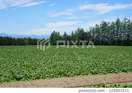 Beet fields in front of Koufuku Station, where leaves are shriveled in the scorching heat Beet fields in front of Koufuku Station, where leaves are shriveled in the scorching heat 128801623