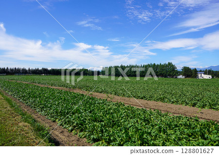 幸福站前的甜菜田,葉子在酷暑中枯萎 幸福站前的甜菜田,葉子在酷暑中枯萎 128801627