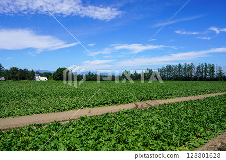 幸福站前的甜菜田,葉子在酷暑中枯萎 幸福站前的甜菜田,葉子在酷暑中枯萎 128801628